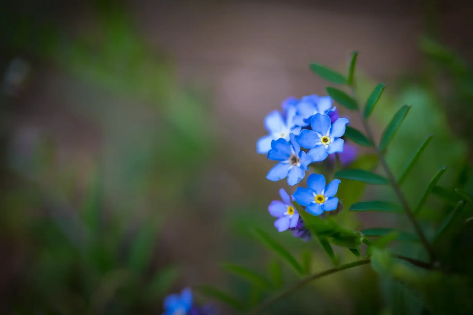 A small branch of forget-me-not flowers.