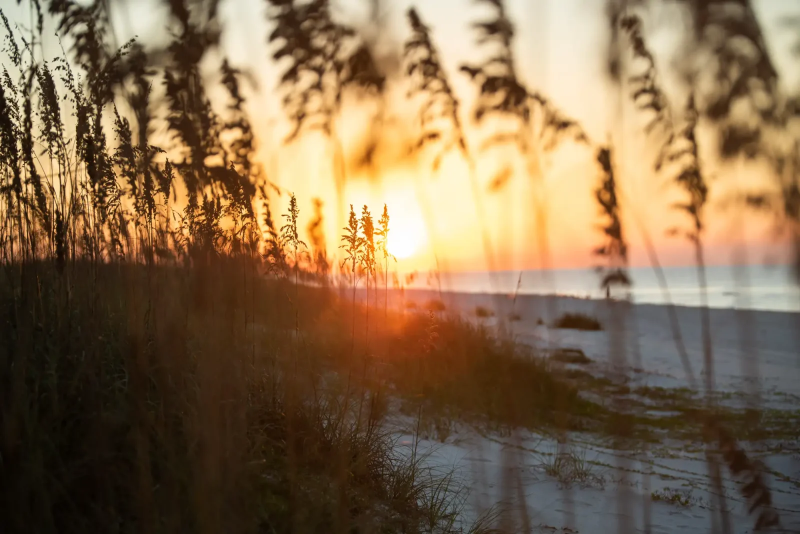 A sunrise through tall grasses on a gulf shores beach.